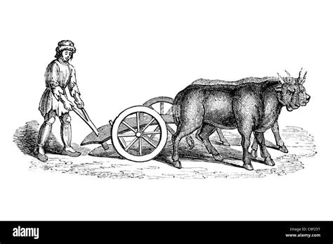 Anglo Saxon ploughing plough plow oxen tool farming cultivation soil ...