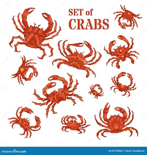 Vector Set Of Hand Drawn Crabs Stock Vector Illustration Of Aquatic