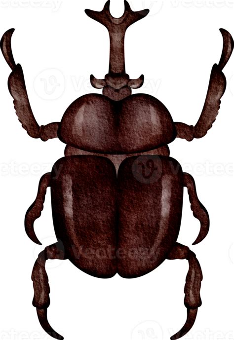 Watercolor Beetle Clip Art 36908295 Png