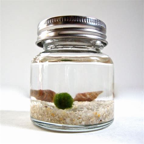 I Liked This Design On Fab Marimo Jar Aquarium Mini Marimo Moss