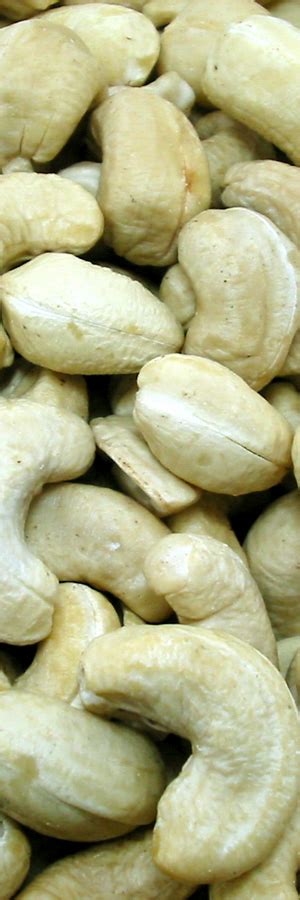 Cashewkerne Naturbelassen N Sse Trockenfr Chte Geroestete