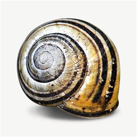 snail shell collage element psd  psd rawpixel