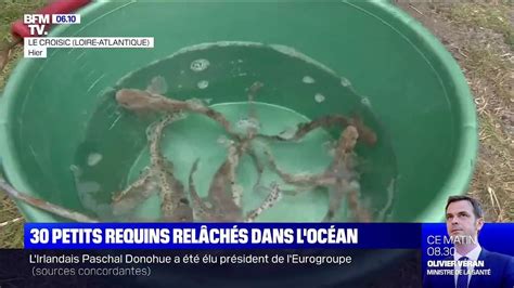 L Oc Arium Du Croisic En Loire Atlantique Rel Che B B S Requins