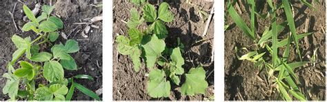 Frontiers Research On Weed Identification In Soybean Fields Based On