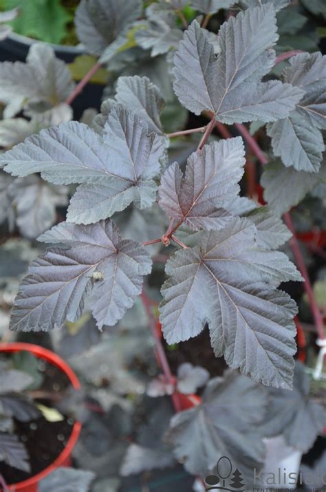 Physocarpus Opulifolius Midnight Jonight P Cherznica Kalinolistna