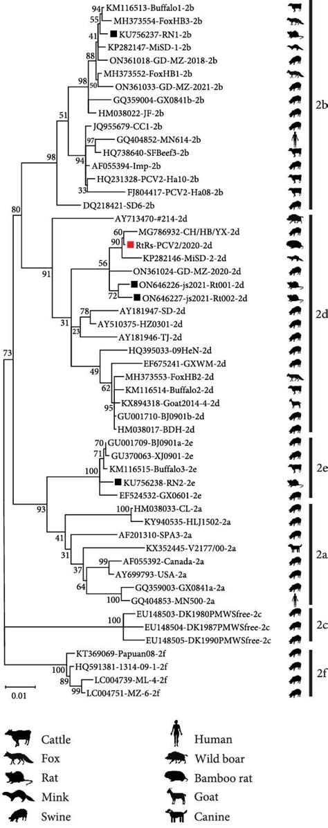 Phylogenetic Analysis Of Our RS Origin PCV2 Strain And Reference PCV2