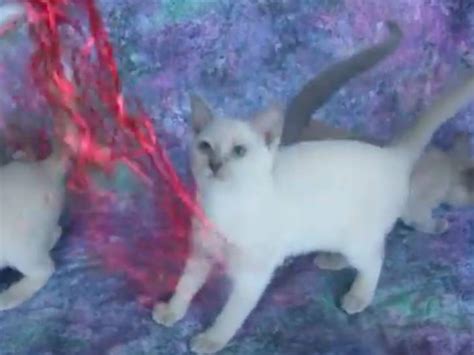 Des chatons Tonkinois jouent avec un plumeau vidéo