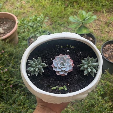 Echeveria Purple Dance Large Succulent Live Plant Etsy