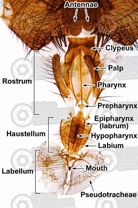 Musca Domestica Housefly Muscidae Mouthparts X Musca Domestica