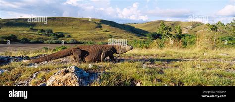 Komodo Dragon Varanus Komodoensis Walking Side View Rinca Island