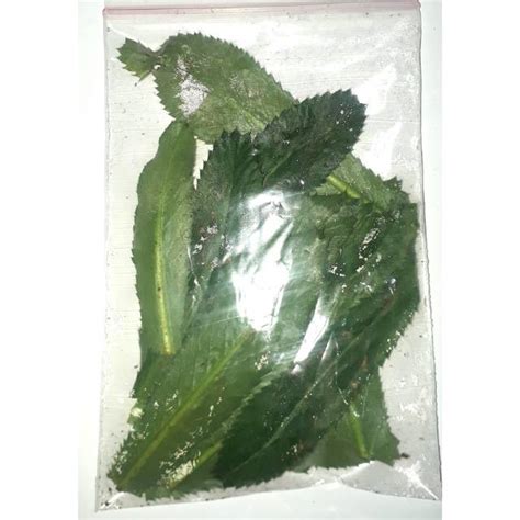 Jual Daun Walang Sangit Gr Shopee Indonesia