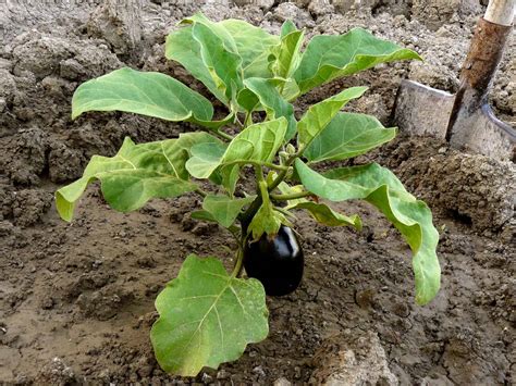 Brinjal Plant Krishak Haat