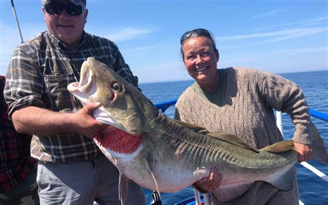 Gigant torsk på 29 kilo fra Det Gule Rev Fisk Fri