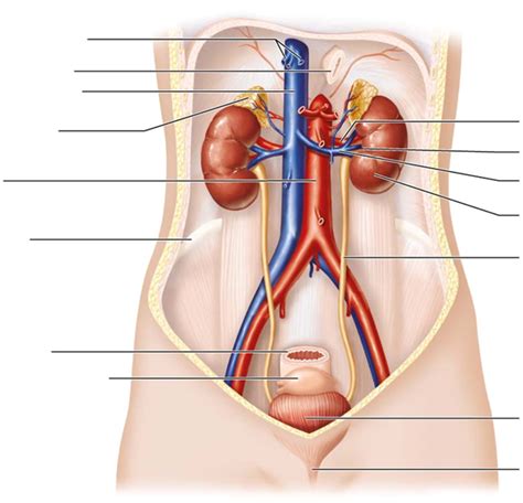 Lab Urinary System Diagram Quizlet