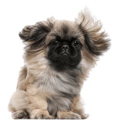 Peke-A-Tese: Character & Ownership - Dog Breed Pictures - dogbible