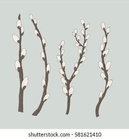 Pussy Willow Branches Vector Illustration Stock Vector Royalty Free 581621410