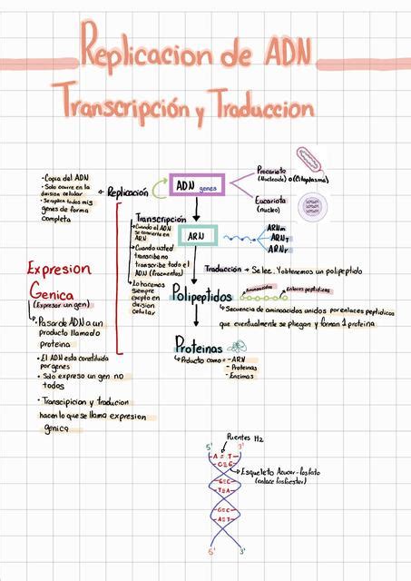 Replicación de ADN Transcripción y Traducción Ana Agüero uDocz