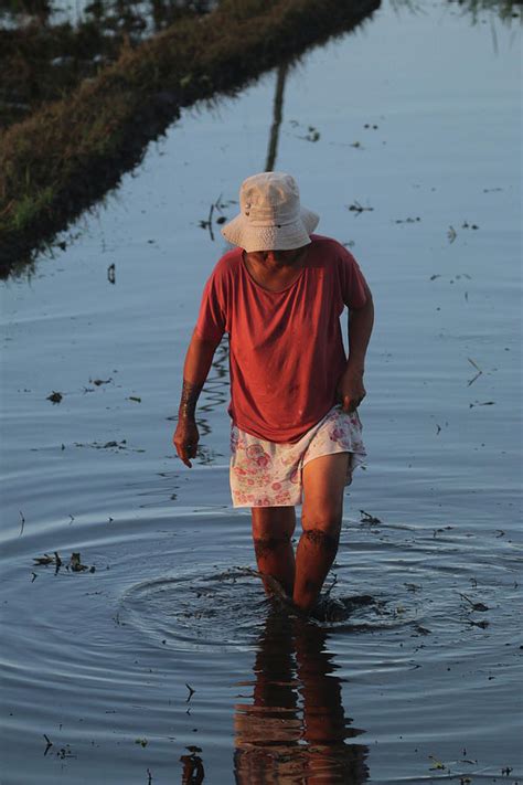 Old Lady Working In The Rice Field Photograph By William E Rogers Pixels