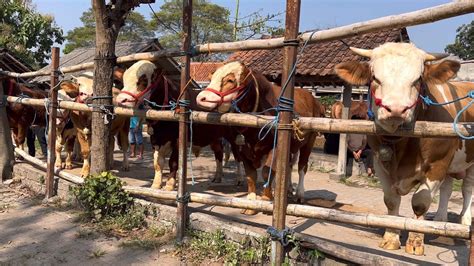 Spesialis Sapi Super Lapak Sapi Mas Prio Pagi Ini Youtube