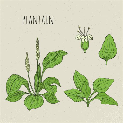 Plantain medical botanical isolated illustration. Plant, leaves