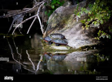 La Tortuga Pintada Chrysemys Picta Es La Tortuga Nativa M S Extendida