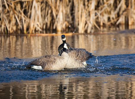 Canada Geese In Montana