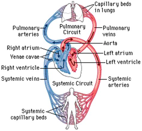 Patient Assessment Cardiac Exam Flashcards Quizlet