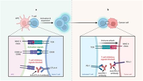 Immunotherapy In Hepatocellular Carcinoma An Overview Of Immune Checkpoint Inhibitors Drug