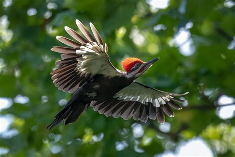 Pileated Woodpecker Lake Jacomo Sailboat Cove Jackson Cou Flickr