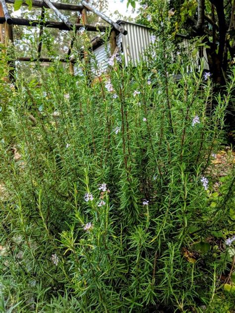 Organic Pink Flowering Rosemary Plant Mudbrick Herb Cottage