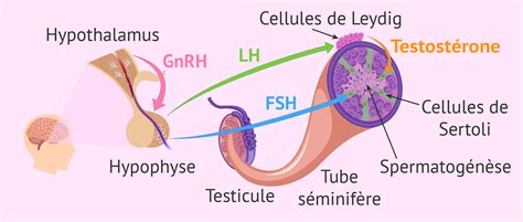 Le bilan hormonal chez l homme en quoi influence t il la fertilité