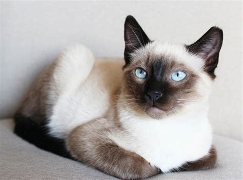 10 Short-Haired Cat Breeds: Info & Traits (with Info & Pictures) | Hepper