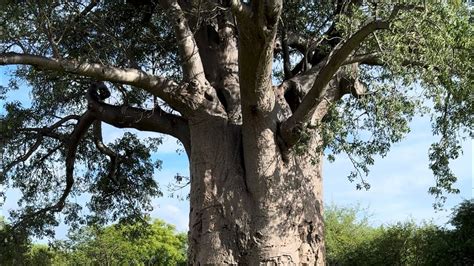 The Magnificent Baobab Tree Africas Iconic Tree Of Life Youtube