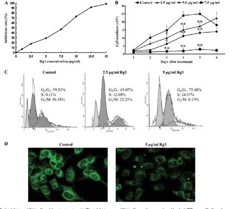 Figure From Antitumor Activity Of Ginsenoside Rg In Melanoma Through