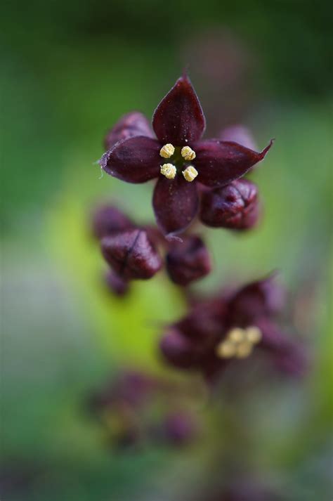 Aucuba Himalaica Var Dolichophylla Christopher Flickr