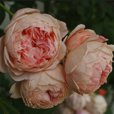 Rosa William Morris® Auswill Rose Anglaise David Austin Fleurs