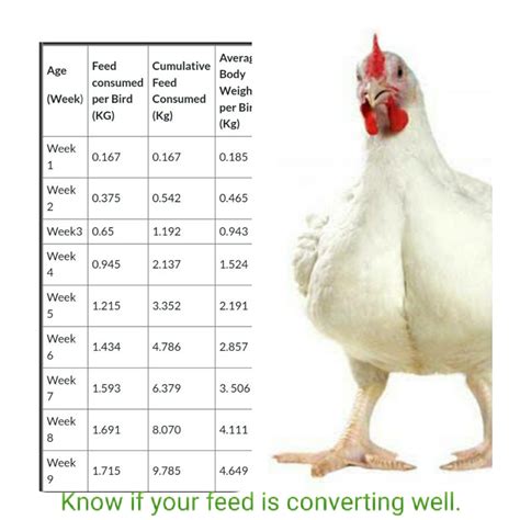 Broiler Feeding Chart and Expected weight Per week Chart For Top Performance | Poultry Farm Guide