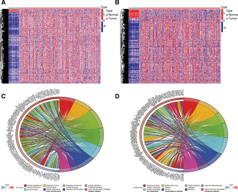 Identification And Validation Of Immune And Prognosis Relate Medicine