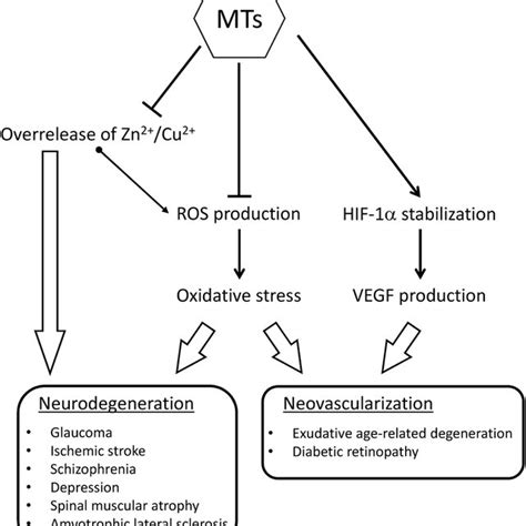 Role Of Metallothioneins Mts And In Ocular Neovascularization