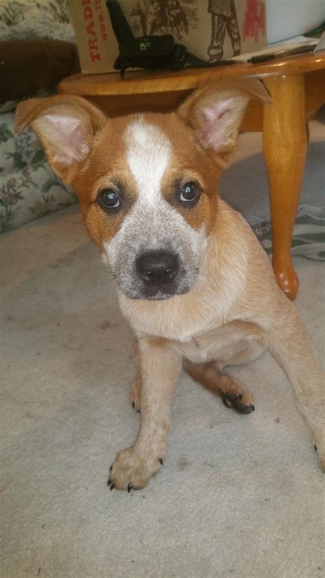 Red Heeler Puppies For Sale | Salem, OR #302026 | Petzlover