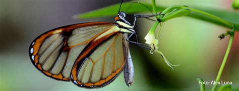 Explore Mindo Cloud Forest Guided Tour From Quito Itinerary