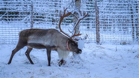 Learning To Study The Sounds of Reindeer Using Technology | QCBS Blog