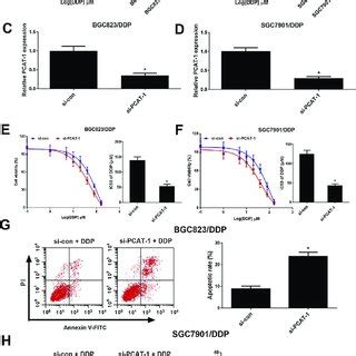 Pcat Knockdown Enhanced Ddp Sensitivity Of Ddp Resistant Gc Cells A