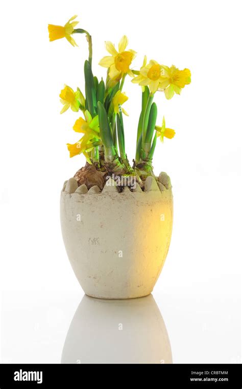 Daffodils In A Flower Pot Stock Photo Alamy