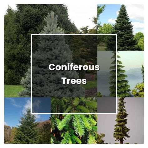 How to Grow Coniferous Trees - Plant Care & Tips | NorwichGardener