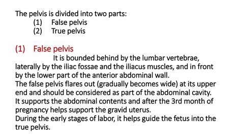 Solution The Pelvis Pelvic Muscles Studypool