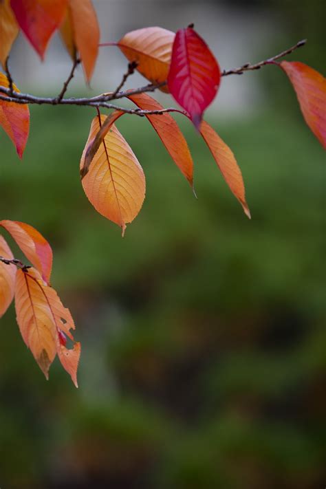 Blätter Im Herbst Rot Kostenloses Foto auf Pixabay Pixabay