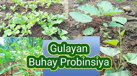 Pagtatanim Ng Gulay Buhay Probinsiya Youtube