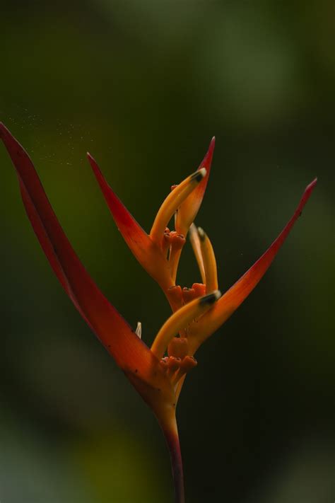 Flor Bromelia Naturaleza Foto Gratis En Pixabay Pixabay