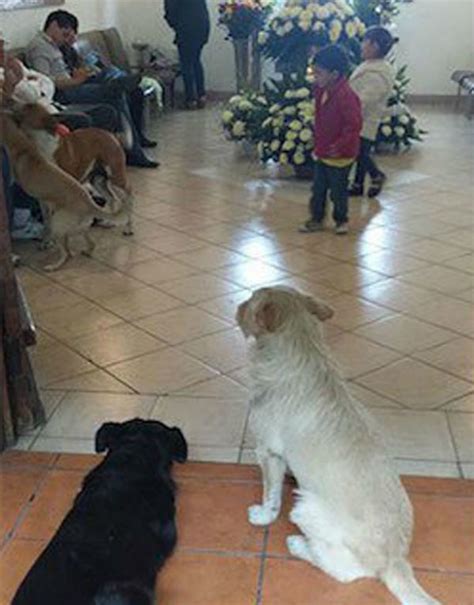 Stray Dogs Visit Animal Lover's Funeral To Mourn - BarkPost